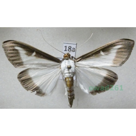 Cydalima perspectalis (Walker, 1859) Poland18a